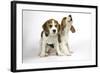 Beagle Puppies Sitting Down, One Howling-null-Framed Photographic Print