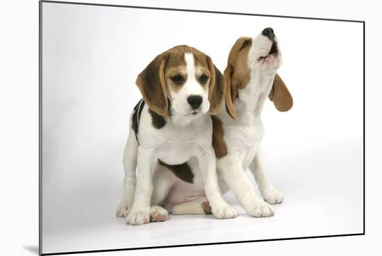 Beagle Puppies Sitting Down, One Howling-null-Mounted Photographic Print