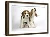Beagle Puppies Sitting Down, One Howling-null-Framed Photographic Print