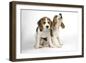 Beagle Puppies Sitting Down, One Howling-null-Framed Photographic Print