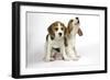 Beagle Puppies Sitting Down, One Howling-null-Framed Photographic Print