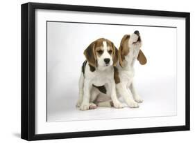 Beagle Puppies Sitting Down, One Howling-null-Framed Photographic Print