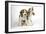 Beagle Puppies Sitting Down, One Howling-null-Framed Photographic Print