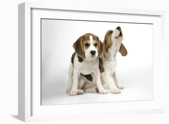 Beagle Puppies Sitting Down, One Howling-null-Framed Photographic Print