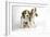 Beagle Puppies Sitting Down, One Howling-null-Framed Photographic Print