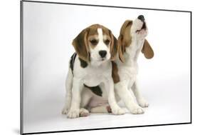 Beagle Puppies Sitting Down, One Howling-null-Mounted Photographic Print