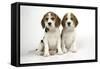 Beagle Puppies Sitting Down-null-Framed Stretched Canvas