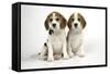 Beagle Puppies Sitting Down-null-Framed Stretched Canvas