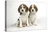 Beagle Puppies Sitting Down-null-Stretched Canvas