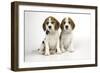 Beagle Puppies Sitting Down-null-Framed Photographic Print