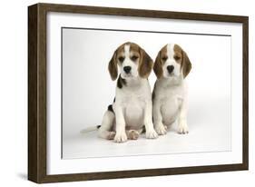 Beagle Puppies Sitting Down-null-Framed Photographic Print