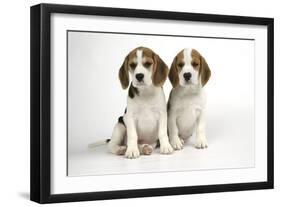 Beagle Puppies Sitting Down-null-Framed Photographic Print