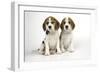 Beagle Puppies Sitting Down-null-Framed Photographic Print