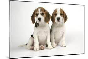 Beagle Puppies Sitting Down-null-Mounted Photographic Print