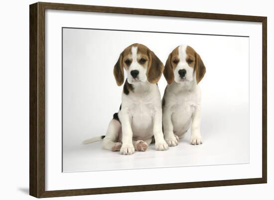 Beagle Puppies Sitting Down-null-Framed Photographic Print