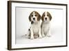 Beagle Puppies Sitting Down-null-Framed Photographic Print