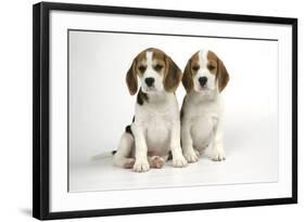 Beagle Puppies Sitting Down-null-Framed Photographic Print