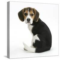 Beagle Puppy, Florrie, 4 Months, Sitting, Looking over Her Shoulder-Mark Taylor-Stretched Canvas
