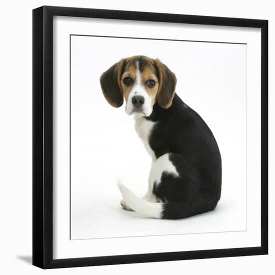 Beagle Puppy, Florrie, 4 Months, Sitting, Looking over Her Shoulder-Mark Taylor-Framed Premium Photographic Print