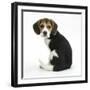 Beagle Puppy, Florrie, 4 Months, Sitting, Looking over Her Shoulder-Mark Taylor-Framed Premium Photographic Print