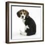 Beagle Puppy, Florrie, 4 Months, Sitting, Looking over Her Shoulder-Mark Taylor-Framed Photographic Print