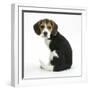 Beagle Puppy, Florrie, 4 Months, Sitting, Looking over Her Shoulder-Mark Taylor-Framed Photographic Print