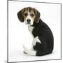 Beagle Puppy, Florrie, 4 Months, Sitting, Looking over Her Shoulder-Mark Taylor-Mounted Photographic Print