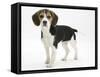 Beagle Puppy, Florrie, 4 Months, Standing-Mark Taylor-Framed Stretched Canvas