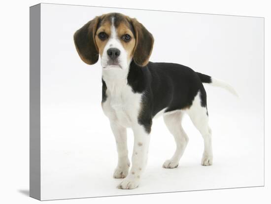 Beagle Puppy, Florrie, 4 Months, Standing-Mark Taylor-Stretched Canvas