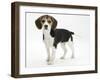 Beagle Puppy, Florrie, 4 Months, Standing-Mark Taylor-Framed Photographic Print