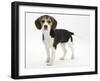 Beagle Puppy, Florrie, 4 Months, Standing-Mark Taylor-Framed Photographic Print