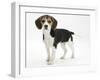 Beagle Puppy, Florrie, 4 Months, Standing-Mark Taylor-Framed Photographic Print