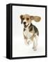 Beagle Puppy Running-Mark Taylor-Framed Stretched Canvas