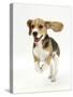 Beagle Puppy Running-Mark Taylor-Stretched Canvas