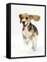 Beagle Puppy Running-Mark Taylor-Framed Stretched Canvas