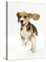 Beagle Puppy Running-Mark Taylor-Stretched Canvas