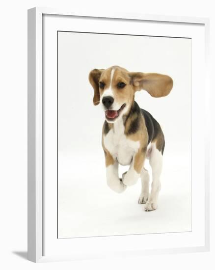 Beagle Puppy Running-Mark Taylor-Framed Photographic Print