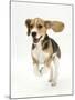 Beagle Puppy Running-Mark Taylor-Mounted Photographic Print