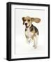 Beagle Puppy Running-Mark Taylor-Framed Photographic Print