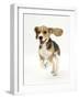 Beagle Puppy Running-Mark Taylor-Framed Photographic Print