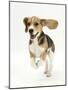 Beagle Puppy Running-Mark Taylor-Mounted Photographic Print