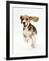 Beagle Puppy Running-Mark Taylor-Framed Photographic Print