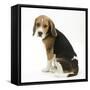 Beagle Puppy, Sitting and Looking Round-Mark Taylor-Framed Stretched Canvas