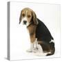 Beagle Puppy, Sitting and Looking Round-Mark Taylor-Stretched Canvas