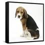 Beagle Puppy, Sitting and Looking Round-Mark Taylor-Framed Stretched Canvas