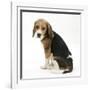 Beagle Puppy, Sitting and Looking Round-Mark Taylor-Framed Photographic Print