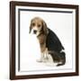 Beagle Puppy, Sitting and Looking Round-Mark Taylor-Framed Photographic Print