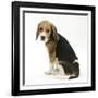 Beagle Puppy, Sitting and Looking Round-Mark Taylor-Framed Photographic Print