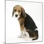 Beagle Puppy, Sitting and Looking Round-Mark Taylor-Mounted Photographic Print