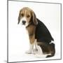 Beagle Puppy, Sitting and Looking Round-Mark Taylor-Mounted Photographic Print
